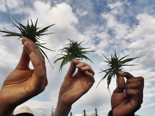 hands of 3 different people each holding a hemp plant top and holding it in the sky. Hands of are diverse skin tone. Cloudy blue sky in the background.