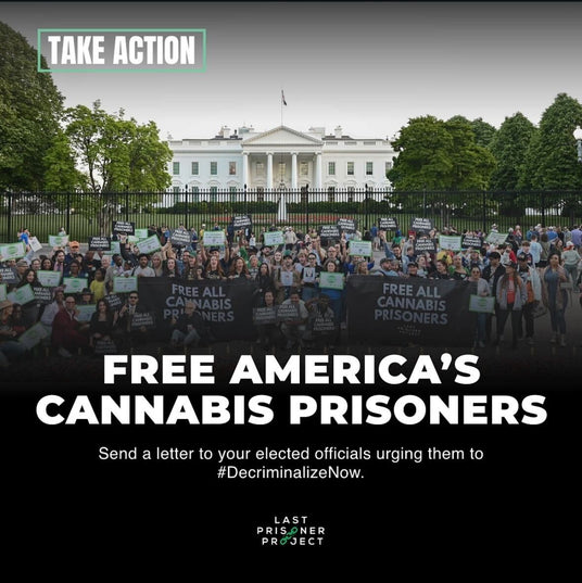 Picture of crowd of advocates in front of US white house. two large banners are being held by the people with the words "free all cannabis prisoners". Last prisoner project logo is just below picture