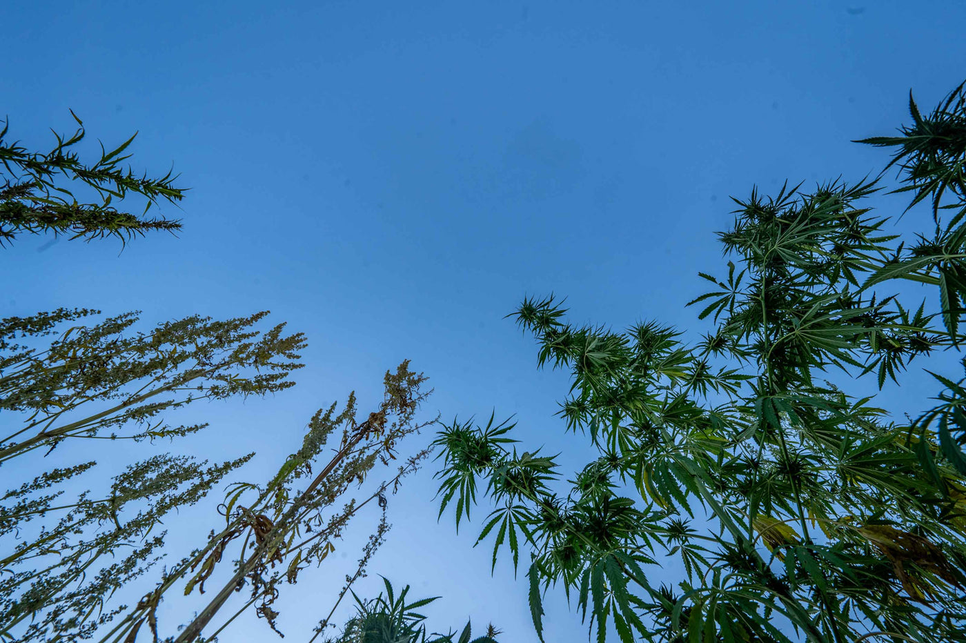 Hemp field with male and female plant. This view is with camera low in field pointing towards sky, with tops of hemp plants in the skyline