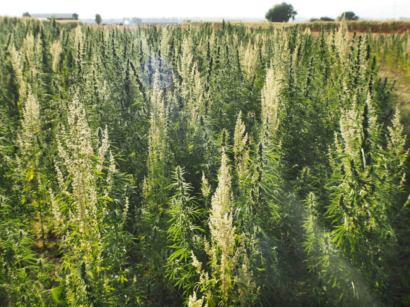Overhead view of a large hemp farm. Small horizon in the photo just barely visible