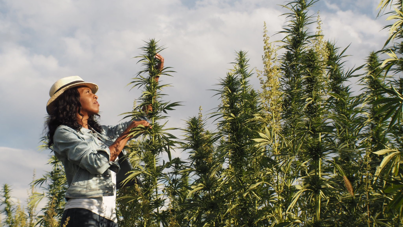 Picture of dark skinned woman in hemp field wearing denim pants and a blue shirt and a wide brim white hat. She is reaching up a touching a hemp plant.