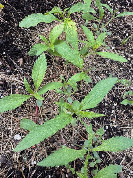 Chaotic Hemp Gardening, Part 1: Sow What?