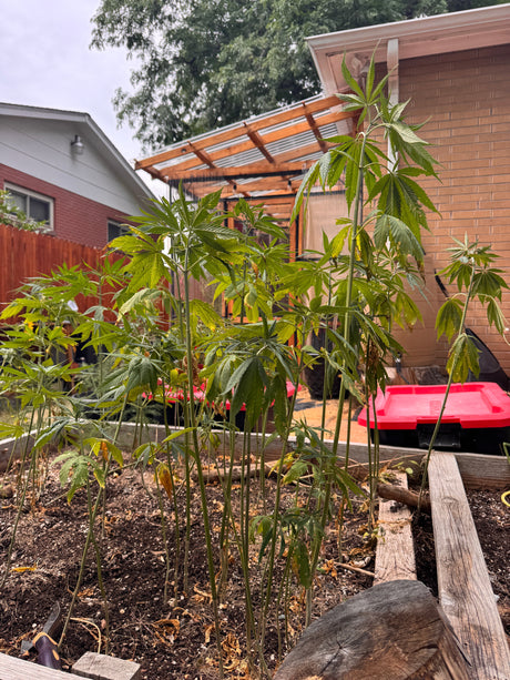 Chaotic Hemp Gardening, Part 2: Thirsty Teenagers