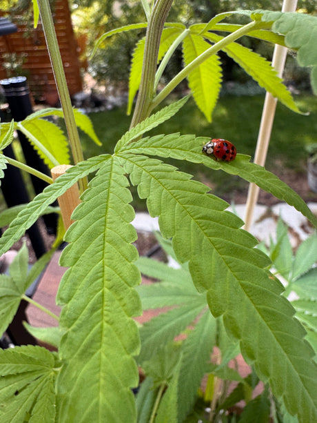 Chaotic Hemp Gardening, Part 3: Tall, Toppling, and Genderless?