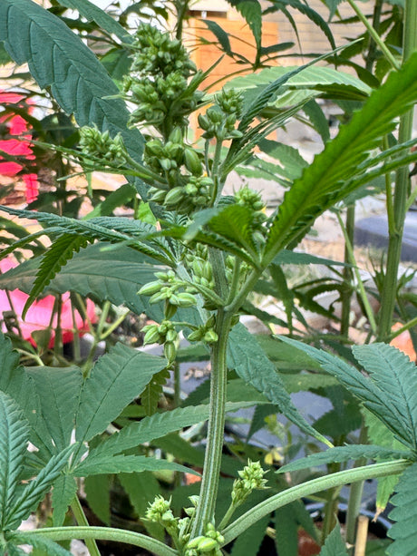 Male Hemp Plant