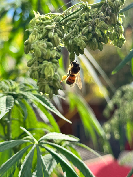 Chaotic Hemp Gardening, Part 5: Showgirl Season (Buzzing Bee Edition)