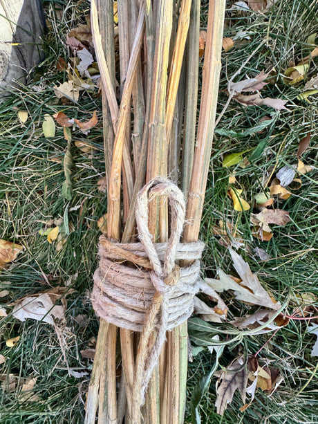 Chaotic Hemp Gardening Part 6: Boys Finish First, Girls Grow Their Girth