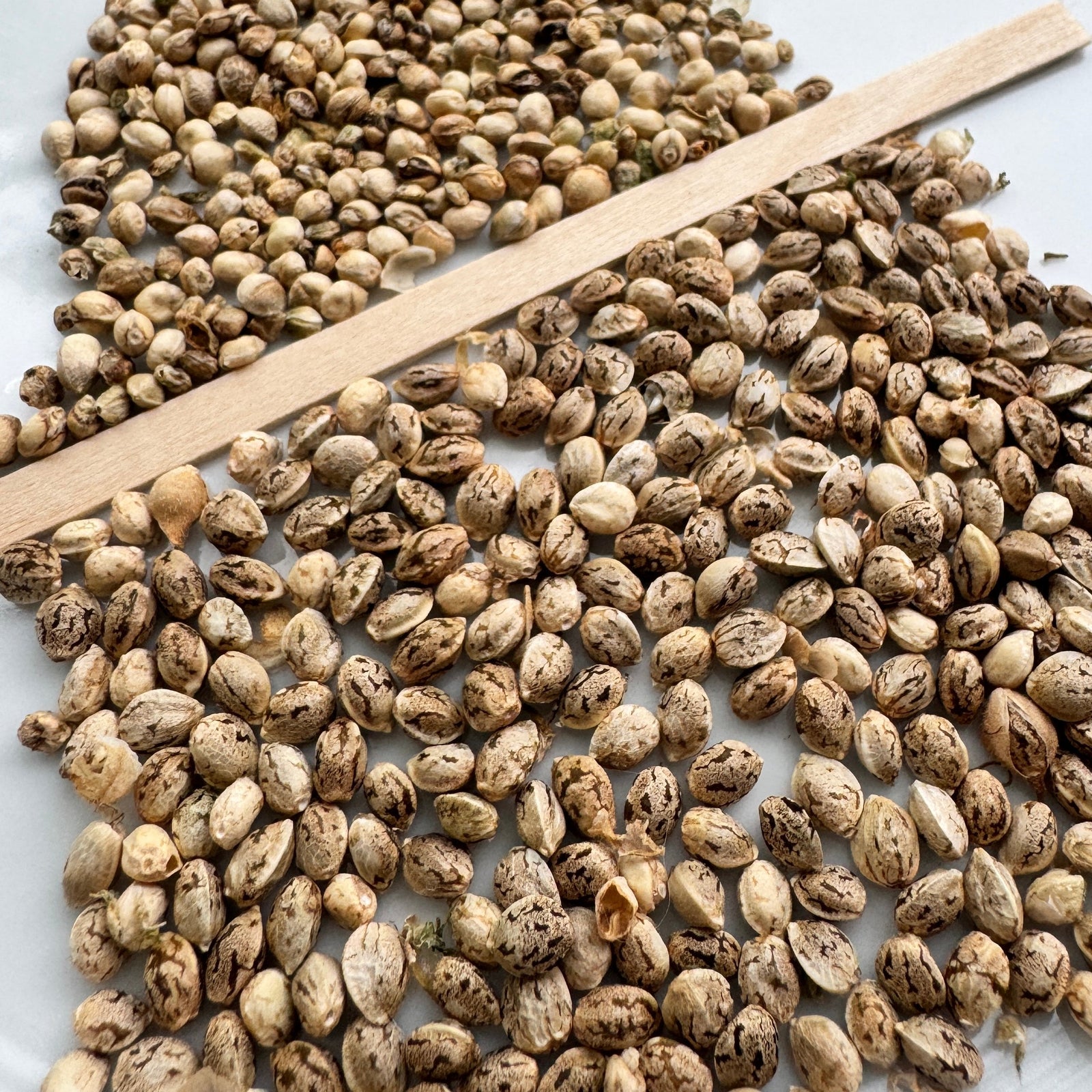 Chaotic Hemp Gardening Part 7: Seed Gambling (I Lost, Then I Won)