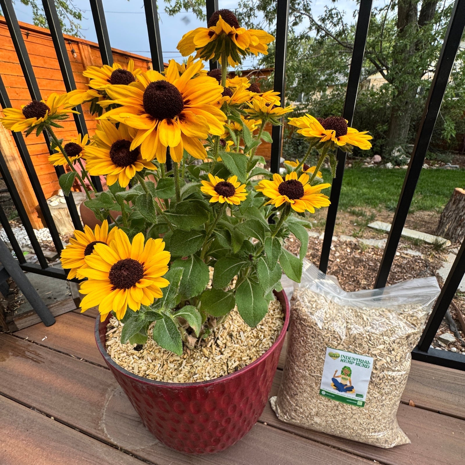 Rooted in the Everyday: How Inviting Hemp Into Your Home Helps American Farmers & Fights Climate Change