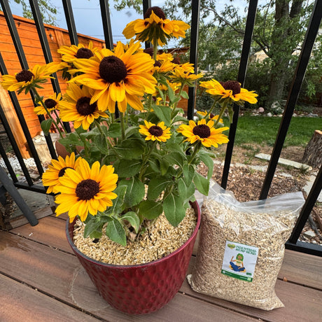 Rooted in the Everyday: How Inviting Hemp Into Your Home Helps American Farmers & Fights Climate Change