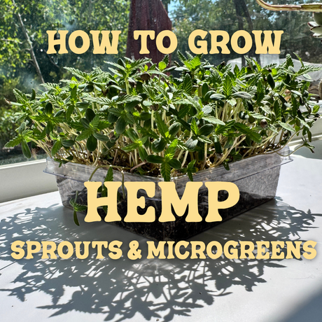 How to Grow Hemp Sprouts & Microgreens