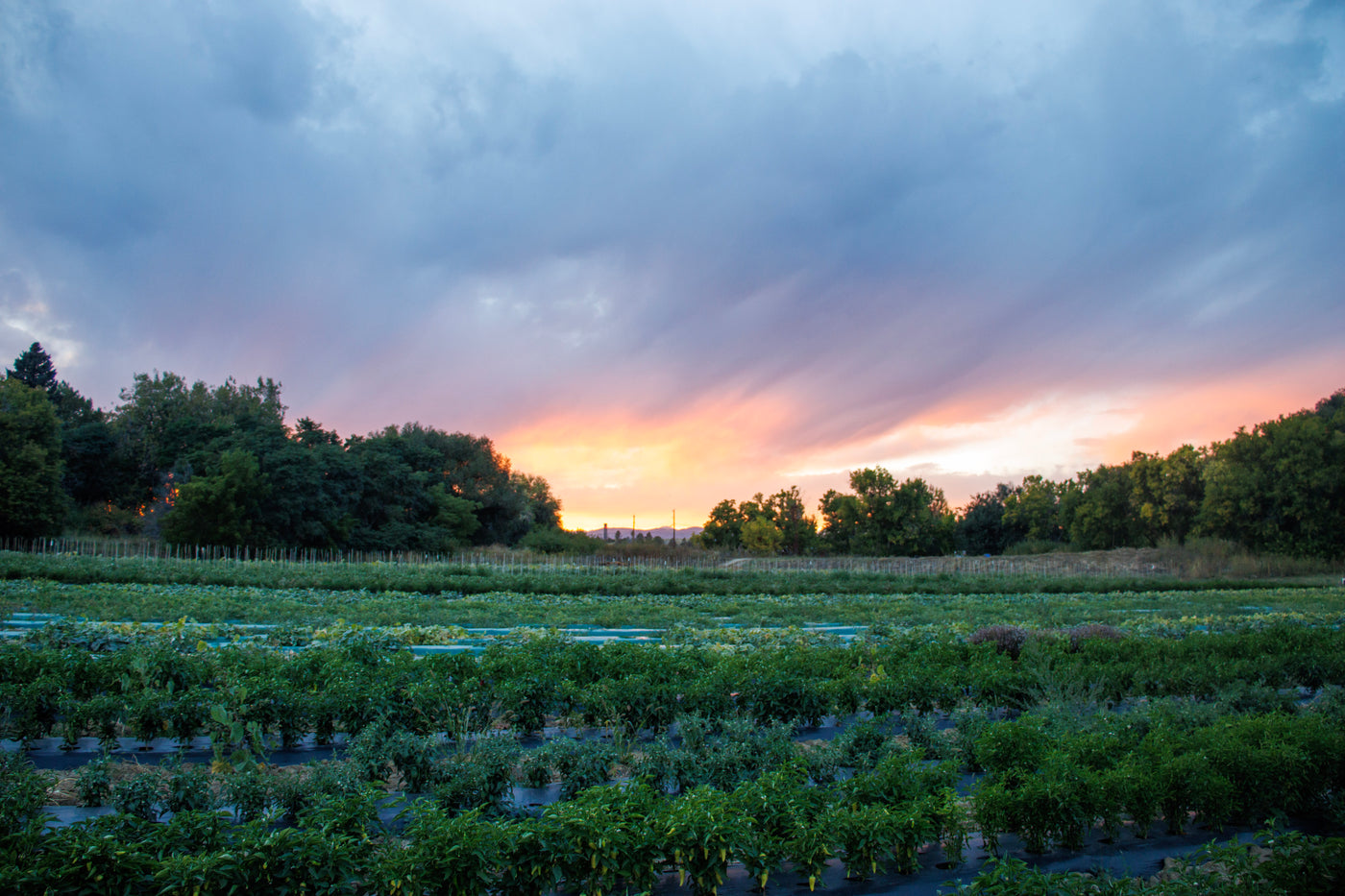 landscape view of a farm with a sunset in the background.  Sky is overcast and cloudy.  Farm plants are all green.  Some scattered green trees in the background.