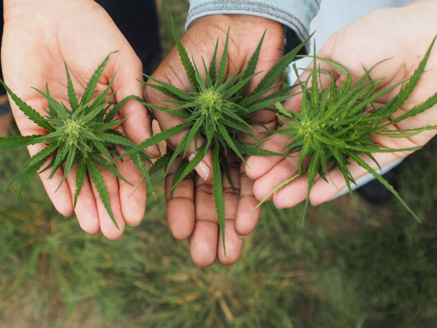 hands of 3 different people each holding a hemp plant top. Hands of are diverse skin tone