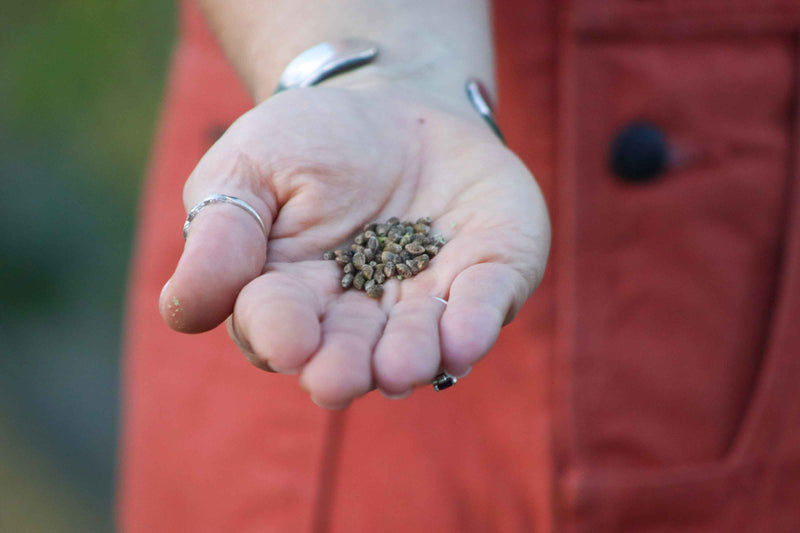 Very close up view of a light skin colored hand holding hemp seeds.  Red overalls in the background.