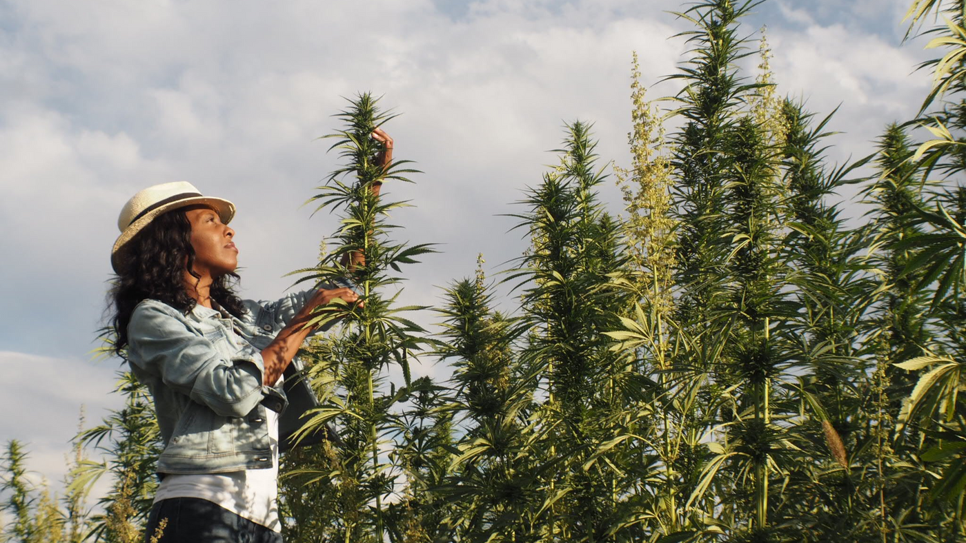 Picture of dark skinned woman in hemp field wearing denim pants and a blue shirt and a wide brim white hat.  She is reaching up a touching a hemp plant.