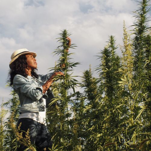 Picture of dark skinned woman in hemp field wearing denim pants and a blue shirt and a wide brim white hat.  She is reaching up a touching a hemp plant.