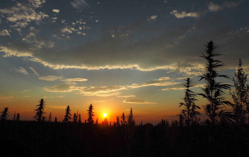 Landscape view of a hemp field at dusk, sunset on the horizon line and blue sky and clouds above.