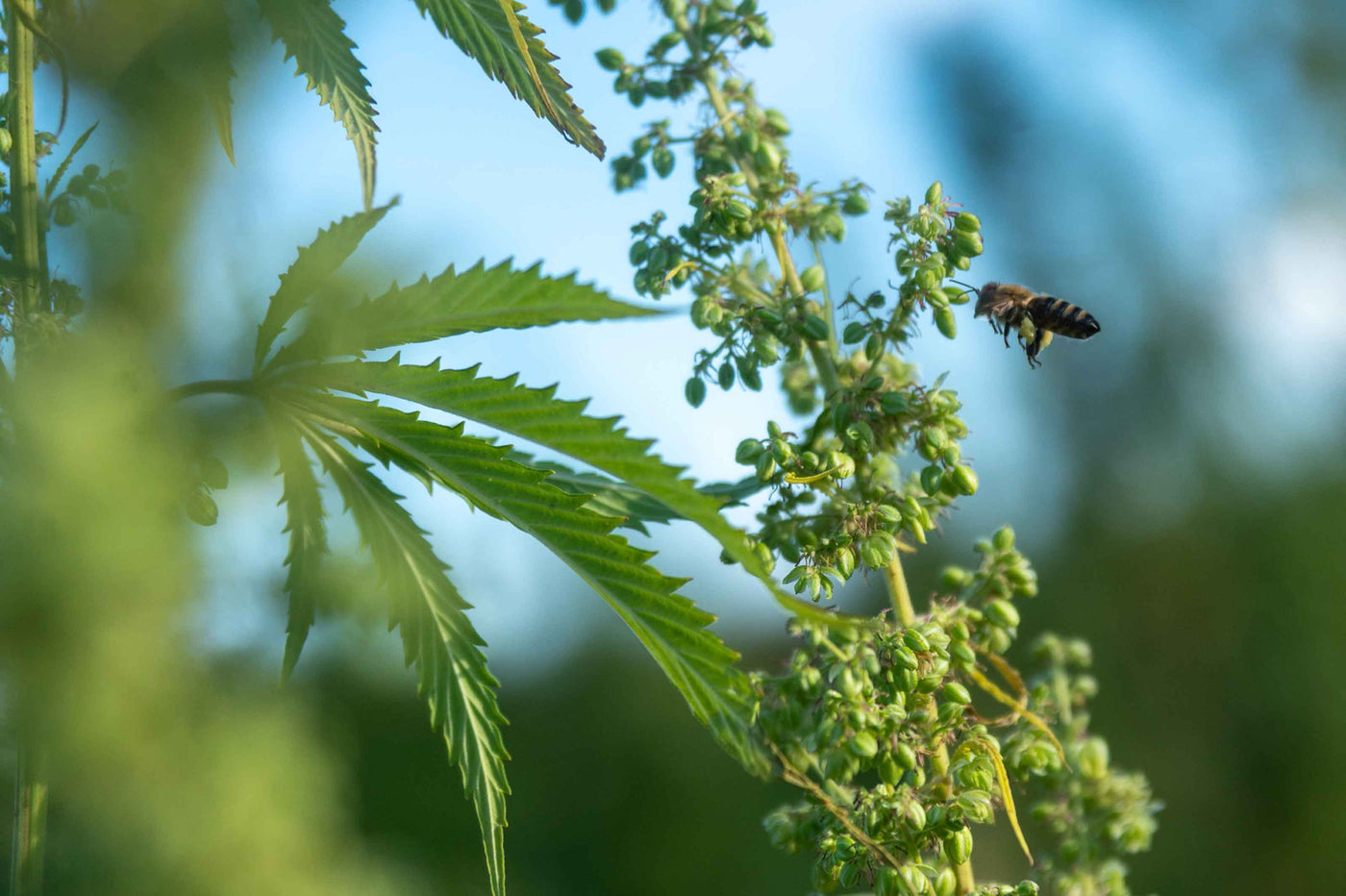 Hemp plant leaves and buds, with a bee flying close up to the buds. Blue sky in the background (blurry).