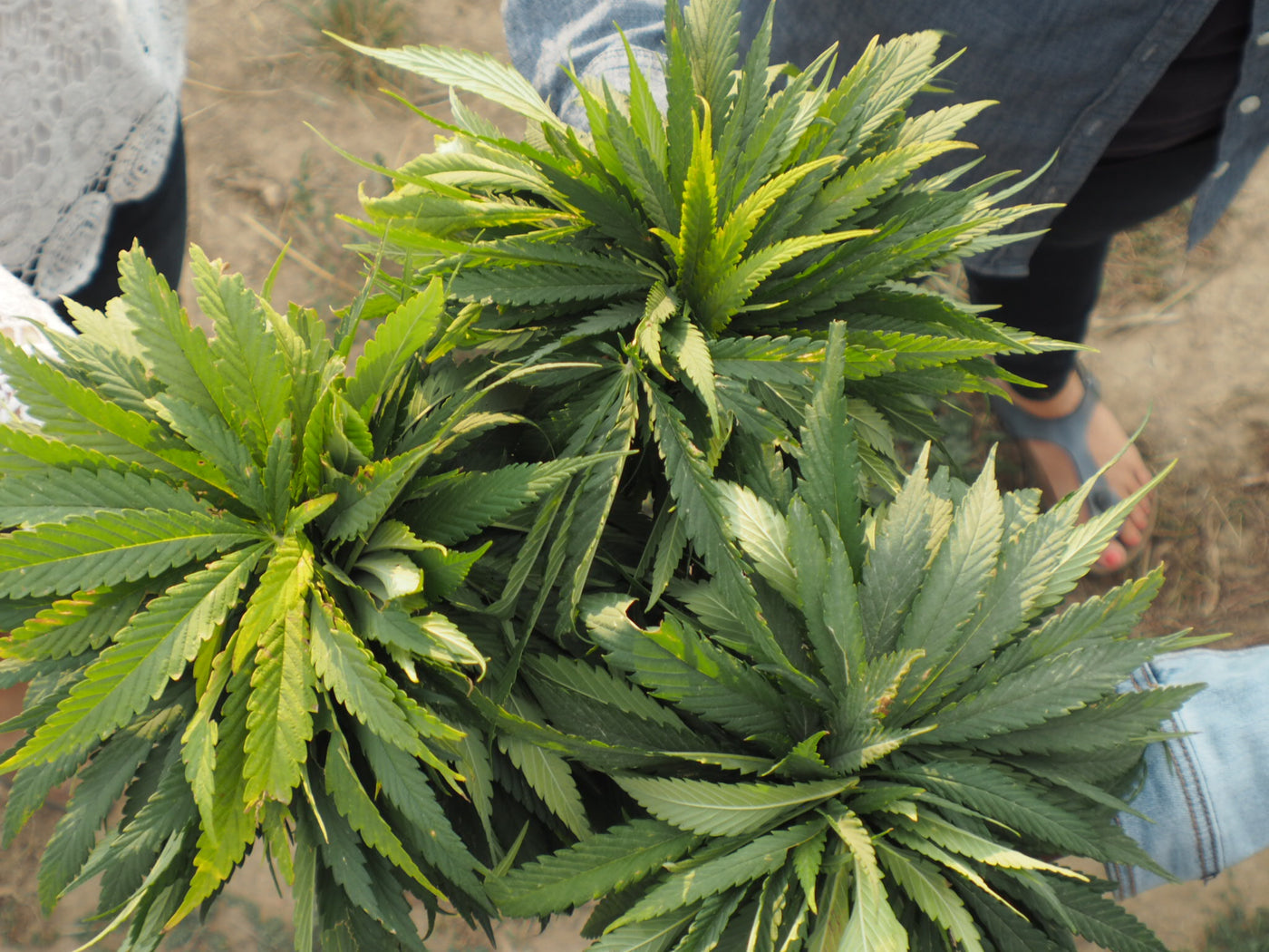 Tops of 2 hemp plants being held up in hands (hands barely visible).  Plants are still green.  